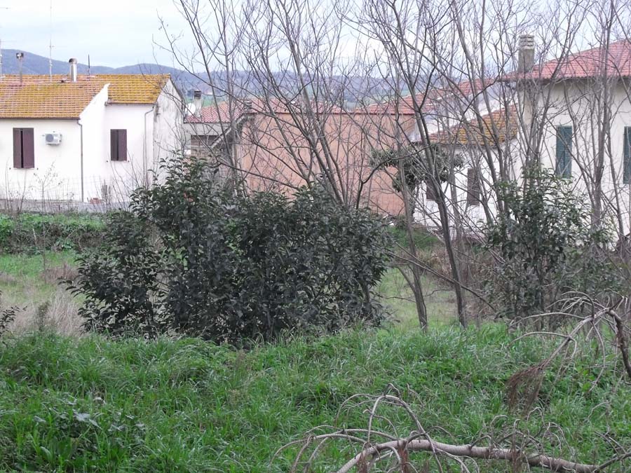 Ligustrum lucidum, ovvero esordio di un''invasione biologica